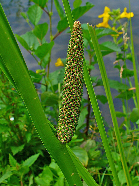 Image of Acorus calamus